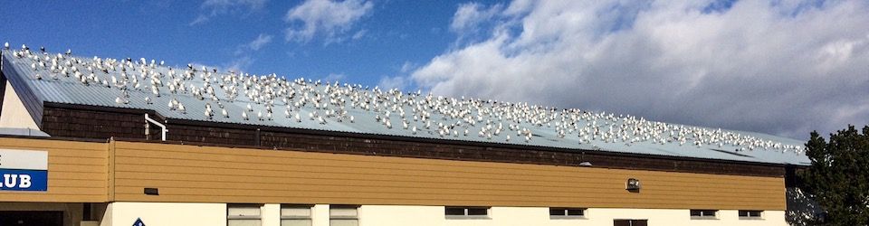 warm curling rink roof covered with gulls